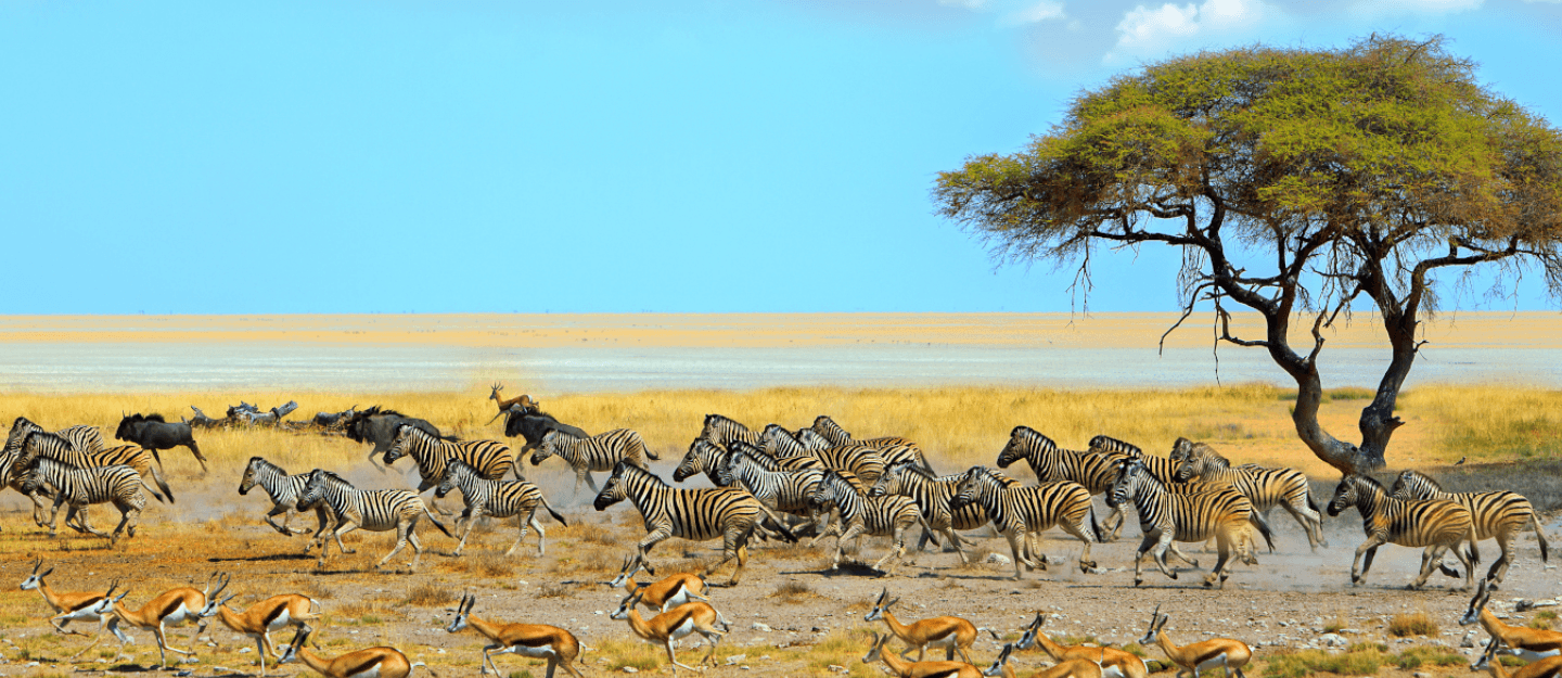 Best Safari Destinations for Wildlife Lovers