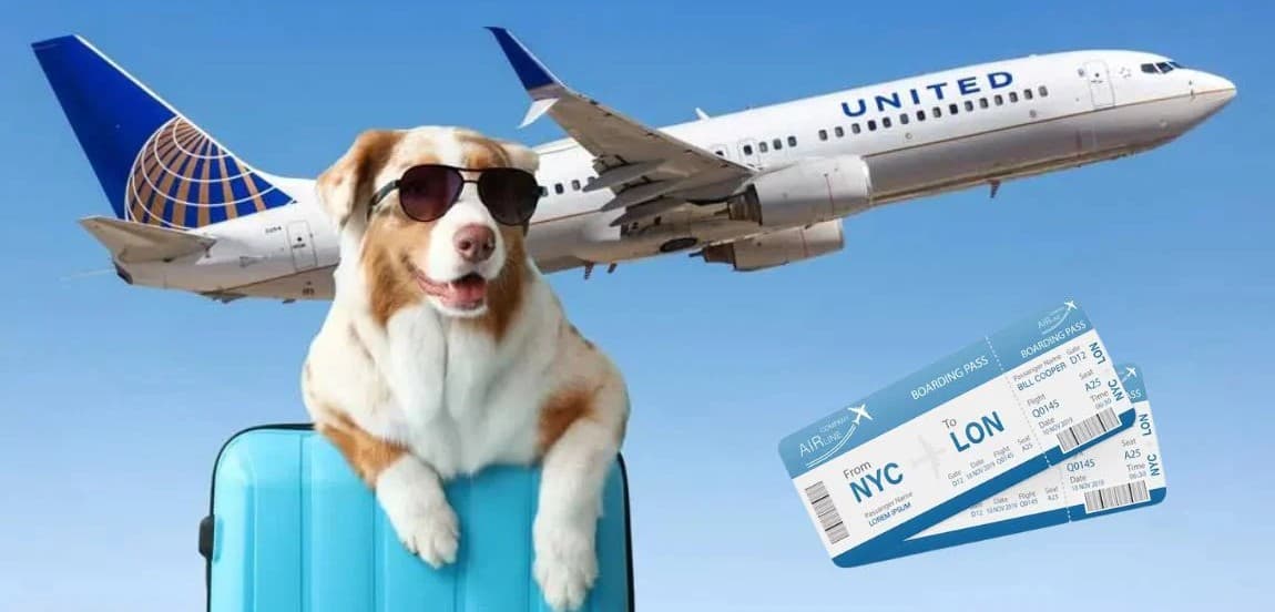 The Best Pet-Friendly Airlines and Travel Tips